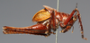 CollectionObject 1544574; d20a6d13-c570-4125-aab0-44e012614389: specimen of G.K. Morris. male, lateral view. (CollectionObject).