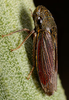 Habitus, dorsal view: U.S.A., California, San Bernardino, 0.2 mi S of Phelan. Photo: R. Rakitov. (Observation).