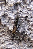 Male. IN, Milltown, Blue River, Feb. 2009. Depicts Allocapnia granulata (Claassen, 1924), an Otu.