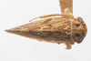 Habitus, dorsal view: !! display not done !! on Agalliopsis (Agallaria) oculata (Van Duzee, 1890): (Observation).