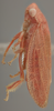 Habitus, lateral view: !! display not done !! on Batracomorphus (Batracomorphus) irroratus Lewis, 1834: Lateral. (Observation).
