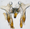 Aedeagus, ventral view: (Observation).