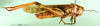 CollectionObject 1501072; bd2f0388-65fb-460d-a211-e696e60ae6d3: male, lateral view (syntype of Locusta migratoria burmana). (CollectionObject).