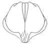 Ceuthophilus (Ceuthophilus) secretus Scudder, 1894: Fig. 742. subgenital plate of male. (Otu).