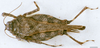 CollectionObject 1505082; ad220c75-754d-401b-ab66-09e7dc584c08, DORSA D042XF01: female, dorsal view (syntype). (CollectionObject).