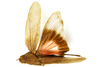 CollectionObject 1589296; 45c3ee4c-ea0b-4d1b-8f2e-ceec46a70713: male, dorsal view (syntype). (CollectionObject).