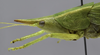 male head and pronotum, lateral view. Depicts CollectionObject 1593694; 64f80c71-0183-41cc-bdfa-01712e3d8042, a CollectionObject.