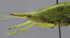 CollectionObject 1593694; 64f80c71-0183-41cc-bdfa-01712e3d8042: male head and pronotum, lateral view. (CollectionObject).
