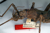 CollectionObject 1558894; NMW 285, 39cae5d0-9df2-4b66-85de-17abefe953b8: copyright NMW, Vienna. female: head and thorax, lateral view of synonym Heteropteryx saussurei Redtenbacher 1906 (paralectotype) [misidentification = H. echinata]. (CollectionObject).