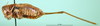 CollectionObject 1500484; 71e49cff-e0e1-4924-b4d4-d34cab5cc003, DORSA BT000249S01: male, lateral view (holotype). (CollectionObject).