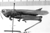 CollectionObject 1568552; afdf87ae-e58c-43be-8142-37459bda4552: Image Carbonell, C.S. female, lateral view (syntype). (CollectionObject).