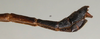 CollectionObject 1560383; NMW 1141'', 1146bad5-c9fd-4772-a1e9-12803cb0653b: copyright NMW, Vienna. male: end of abdomen, lateral view (syntype). (CollectionObject).