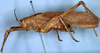 CollectionObject 1531746; 021dc9a3-af6b-42c0-9d97-436248f4c09d: male, lateral view (syntype). (CollectionObject).