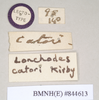 Lonchodes everetti (Kirby, 1896): copyright Natural History Museum, London. male, data labels [round label reversed] of synonym Lonchodes catori (lectotype). (Otu).