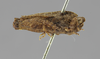 CollectionObject 1523142; 69f8e632-327e-40f4-a086-5df6490ec41c: male, lateral view (holotype). (CollectionObject).
