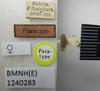 CollectionObject 1952950; 36d0d805-2906-4c07-b2ff-622928e4251c: Ochrimnus rabidus. Paratype. (BMNH) - (CC BY-NC 4.0) Photo by Stuart Cole, reproduced with permission from the Natural History Museum, London, UK. (CollectionObject).