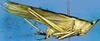 CollectionObject 1522270; 9769e32f-f587-47ba-b994-64dbd65be53c: male (Costa Rica, Guanacaste Prov. Cerro del Hacha) (holotype). (CollectionObject).