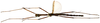 CollectionObject 1578597; 219e7698-1af5-4718-9672-3c56d415ae77: copyright ISNB, Brussels. male, dorsal view (holotype). (CollectionObject).