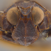 Head: (Observation).