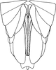 Ovipositor: !! display not done !! on Paraliburnia adela (Flor, 1861): Ovipositor. (Observation).