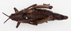 CollectionObject 1504688; 2c8af47b-41b2-447c-a955-da0a5b336c51: female, dorsal view (lectotype of Monistria brevicornis). (CollectionObject).