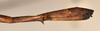 CollectionObject 1561617; bca6f1df-f224-484e-9816-40e80770a32c: copyright OUMNH. female: end of abdomen, lateral view of Bacillus artemis (holotype). (CollectionObject).