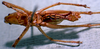 CollectionObject 1503266; 705deb9c-5d1f-4e7a-a21a-285c96347e9b: male ventral view. (CollectionObject).
