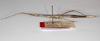 CollectionObject 1559630; b7d92340-2c1b-49ff-9d01-0c91addb426e: copyright ZMB, Berlin. female (syntype). (CollectionObject).