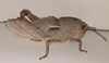 Eumigus punctatus calarensis Presa, Llorente del Moral & García, 2000: female (Spain: Albacete, Villaverde de Guadalimar, Fuente Navazo). (Otu).