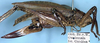 CollectionObject 1531987; 39dbad9f-85a9-419e-8b5b-de3b77faeaf6: female, lateral view (syntype of Gongrocnemis incerta). (CollectionObject).