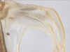 CollectionObject 1578223; 15a4a989-b64f-41f9-bff0-865db3461705: right stridulatory file. (CollectionObject).