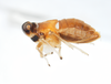 Habitus, lateral view: !! display not done !! on Pissonotus guttatus Spooner, 1912: (Observation).