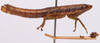 CollectionObject 1542415; CNMS 5351, 8349593b-cba7-4319-b949-f96f7860a9ab: male, lateral view (holotype). (CollectionObject).