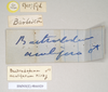 CollectionObject 1557432; NHMUK(SF IMPORT DUPLICATE) 844929, c9c96259-acb5-4e0f-a4e6-481fe999c5ba: copyright Natural History Museum, London. male, data labels of synonym Bactrododema aculiferum (syntype). (CollectionObject).