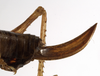 CollectionObject 1530617; de883d89-73fd-421a-b272-4b246b28f80b: female ovipositor (syntype of Anthracites kilimandjaricus). (CollectionObject).