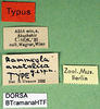 CollectionObject 1500534; beb283a7-5dc7-4bd1-9796-21eed334d8ce: labels (holotype). (CollectionObject).