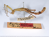 CollectionObject 1562378; ANSP(SF IMPORT DUPLICATE) 5170, 70dbb78e-a3e8-45e0-8977-fd5e0de83dc8: copyright ANSP. female, lateral view (holotype). (CollectionObject).