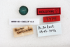 CollectionObject 1477955; MNHN-EO-CAELIF416, eb87ad89-ac69-452d-8ac1-b7e0f5efdb7e: labels (syntype). (CollectionObject).