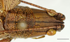 CollectionObject 1585137; 21f34c4e-a60f-4aa4-8ea3-f7fd728c261f: head and pronotum dorsal, male, 2 mm, Siargao Island, 8 April 2018. (CollectionObject).
