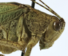 CollectionObject 1567556; b55a4a95-43d7-4b84-9f58-09520282302b: male head and pronotum, lateral view (paratype). (CollectionObject).