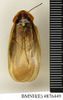 CollectionObject 1573113; 2ef77f9f-f054-4770-8e0a-bf4f92fb0fbd: Copyright Natural History Museum, London. Non-type (adult female) in BM(NH). Dorsal view. (CollectionObject).