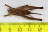 CollectionObject 1583546; 0a4ed08a-318f-4dbf-a2fd-e9d9d553ccb7: female, ventral view (paratype). (CollectionObject).