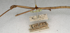CollectionObject 1559379; NMW 307, 5bcbf320-07a8-4072-a0c5-968e84d6020b: copyright NMW, Vienna. male: head and thorax, lateral view (holotype). (CollectionObject).