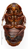 CollectionObject 1587178; MNHN(SF IMPORT DUPLICATE) MNHN-EP-EP1092, af64b7af-f2bb-48f6-b056-414fd328f29b: CC BY-NC-ND 4.0/MNHN - Depraetere Marion - 2014. Paratype, male, of taiwanensis taiwanensis Roth, 1979. Specimen number: MNHN-EP-EP1092. http://coldb.mnhn.fr/catalognumber/mnhn/ep/ep1092. (CollectionObject).