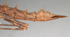 CollectionObject 1560165; f894a146-fd8e-4255-912f-3f45d251be4f: copyright NMW, Vienna. female: end of abdomen, lateral view (syntype). (CollectionObject).;CollectionObject 1560166; cef25a65-8e6f-46f2-b314-4b300982cc5f: copyright NMW, Vienna. female: end of abdomen, lateral view (syntype). (CollectionObject).