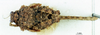 CollectionObject 1537527; 192803f8-ec38-404b-b253-919d1ff6bc50: male, dorsal view (paratype). (CollectionObject).