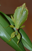 Phyllium philippinicum Hennemann, Conle, Gottardo & Bresseel, 2009: copyright G. Palmer. female in culture, January 2010. (Otu).