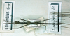 CollectionObject 1559809; 93917b99-2ee9-4872-b04f-0b79a26e52e6: copyright MNHN, Paris, Pantel coll. male of synonym Lonchodes contractus (holotype). (CollectionObject).