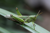 FieldOccurrence 132; 4b1bb8b7-59cd-47a0-8fc1-279c7bc9797b; Tanzania
Lembeni N Pare, 2014/06/14: female, lateral view. (FieldOccurrence).