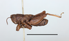 CollectionObject 1513234; 9b6692f9-dae7-46ff-99e4-f1e2480437aa: male, lateral view. (CollectionObject).